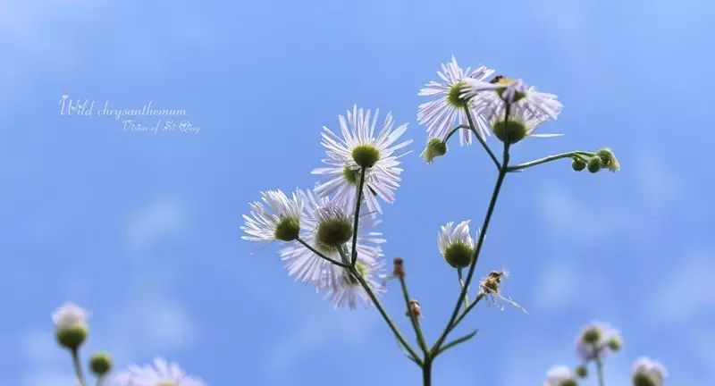 【职工才艺秀】野菊花之恋(达州电务段 宋芳)