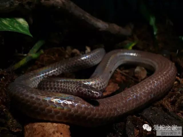海南闪鳞与闪鳞蛇的那点事儿