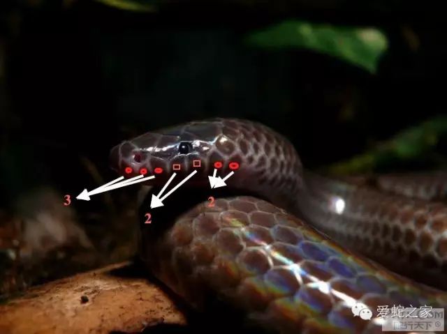 海南闪鳞与闪鳞蛇的那点事儿