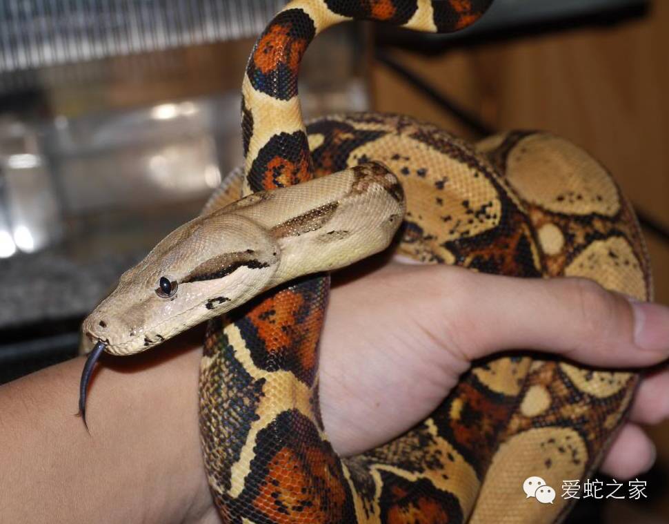 紅尾飼養27問 動漫 第2張