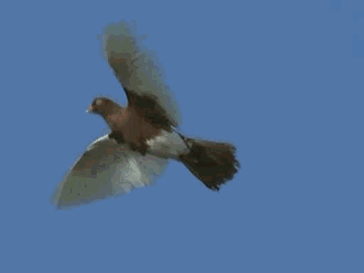 壁纸 动物 鸟 鸟类 桌面 512_384 gif 动态图 动图