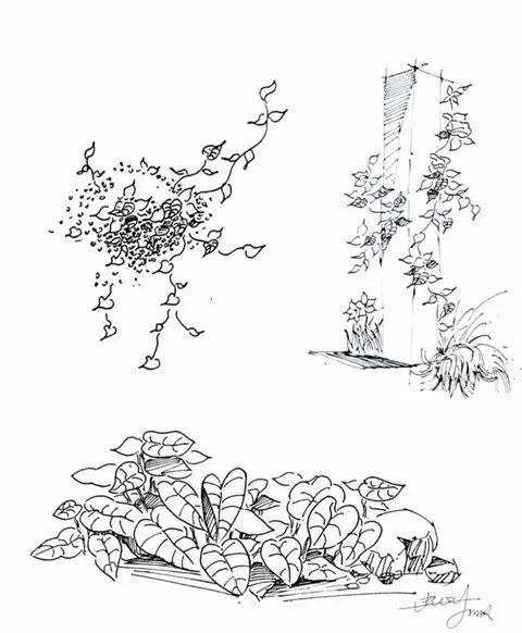 真友书屋 设计 创意  建筑景观钢笔画中,很多同学对于画植物表示拙计