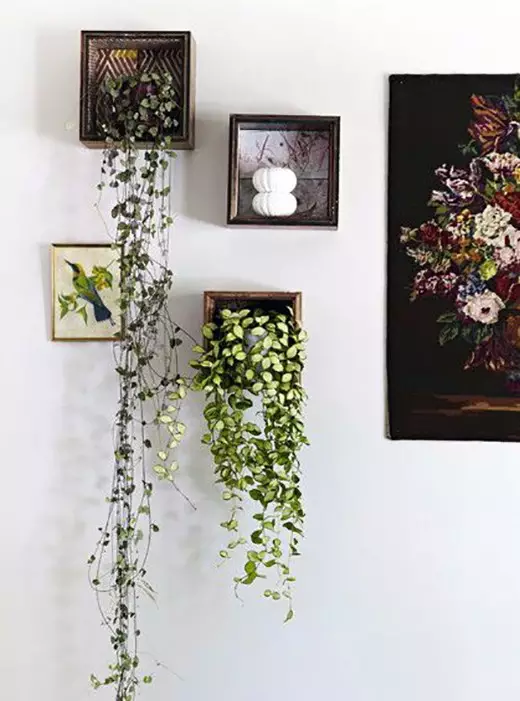 墙面植物