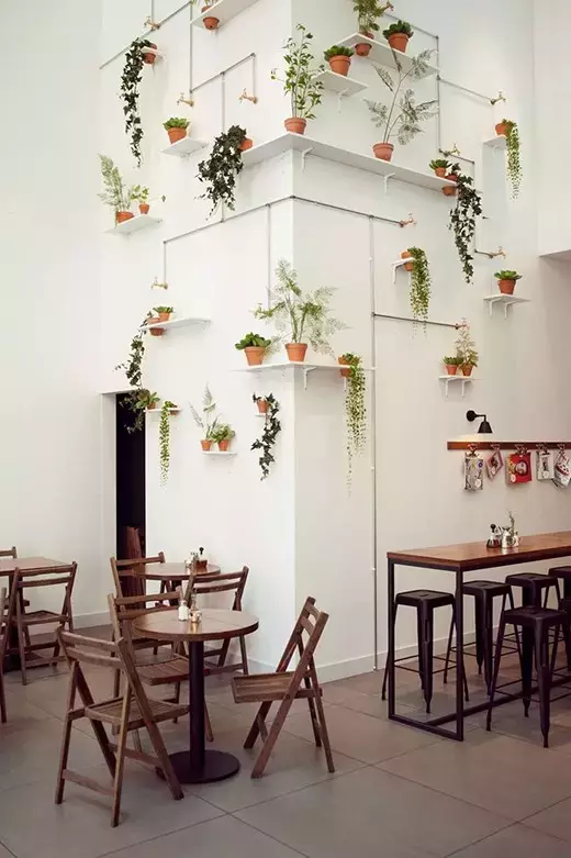 墙面植物