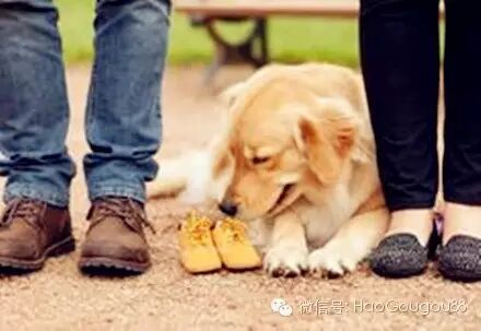 亲爱的,别把怀孕当做抛弃它的理由! (家有单身宠物的点进来)-怀孕期