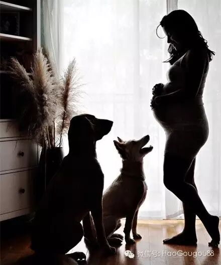 亲爱的,别把怀孕当做抛弃它的理由! (家有单身宠物的点进来)-怀孕期