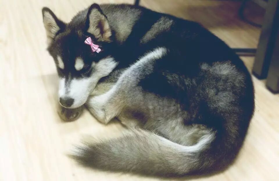 因为二胎问题,二哈躺在浴缸里吃醋和主人发脾气……-怀孕期