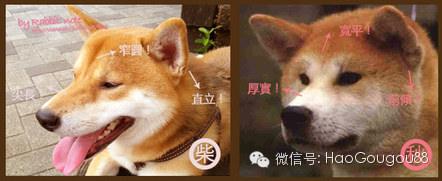 柴犬?秋田?傻傻分不清楚!它们的区别你造吗?