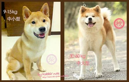 体重:柴犬是15公斤以下的小型犬,v,ァッ,秋天是30公斤以上的大型犬