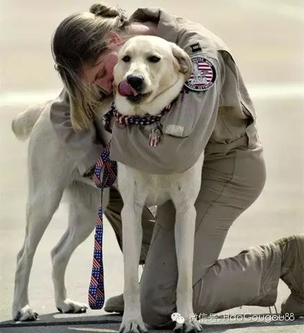 萌宠图片:这些狗只会救人，绝不会咬人！绝不！图片