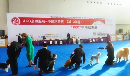 萌宠图片:2015中国（北京）宠物文化节，200张门票免费抢，约吗？图片