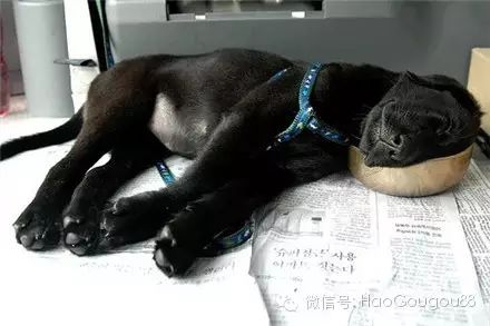 萌宠图片:睡觉对狗来说，只是换个世界在想你！图片