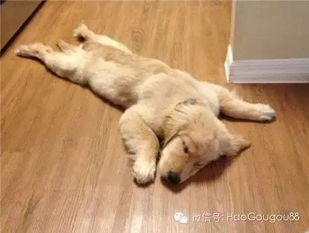 萌宠图片:睡觉对狗来说，只是换个世界在想你！图片
