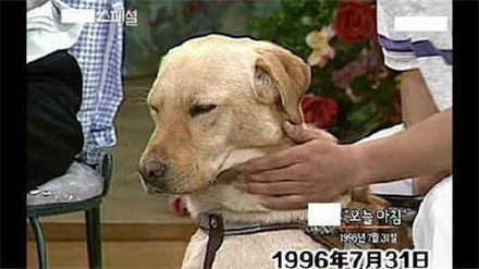 萌宠图片:最美的别离|17岁导盲犬回到主人身边，只为走完生命的最后一程！图片