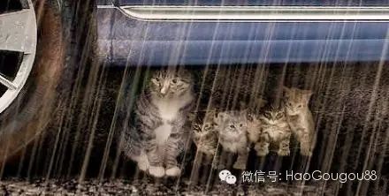 如果遇到流浪猫狗在屋檐下避雨,请不要驱赶,它们只想有一个安全的