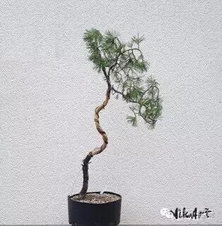 普通桩材变身精品文人树盆景