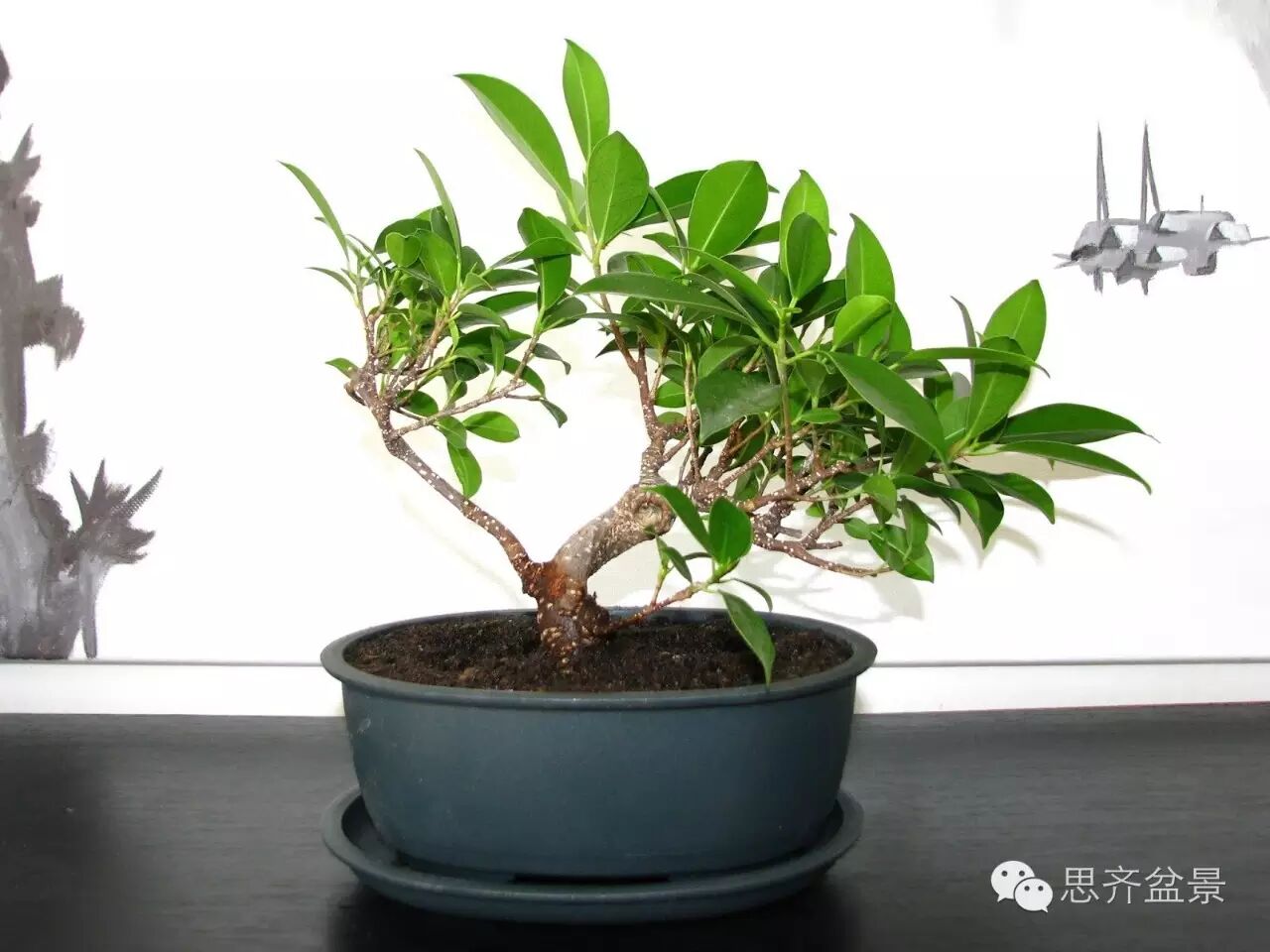 图解 榕树盆景怎么高空压条制作