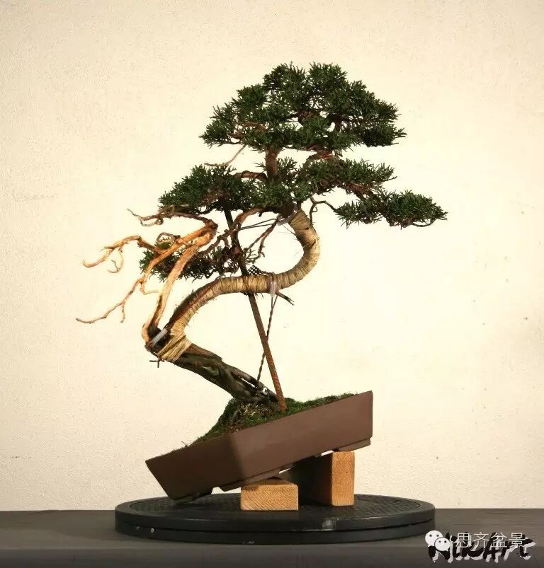 图解 柏树盆景怎么设计造型的过程