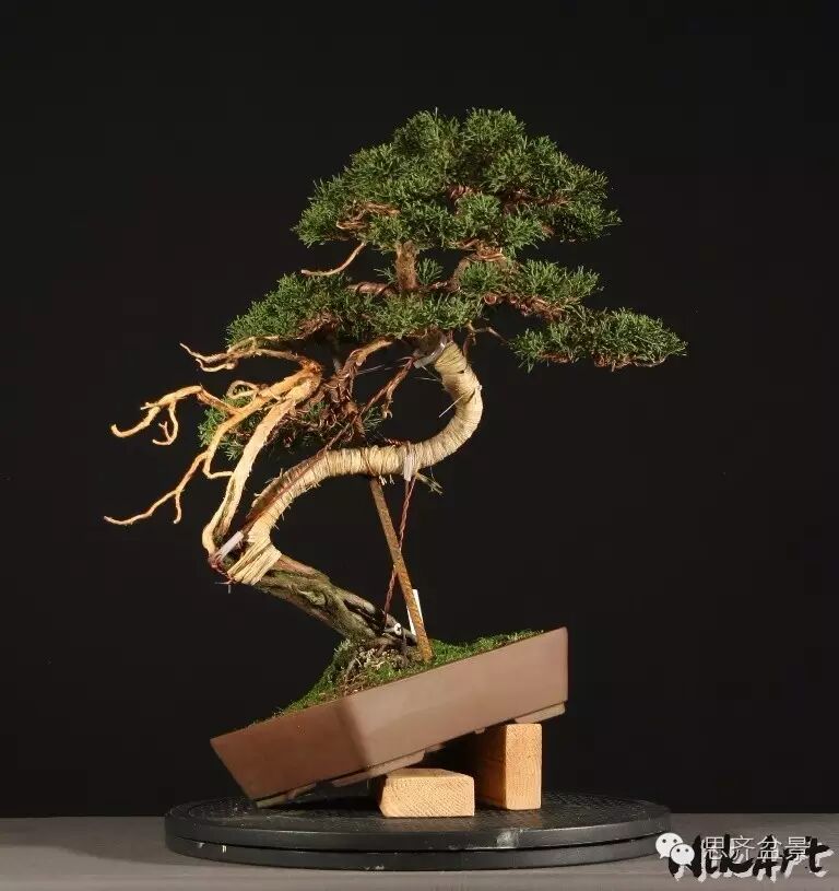 图解 柏树盆景怎么设计造型的过程