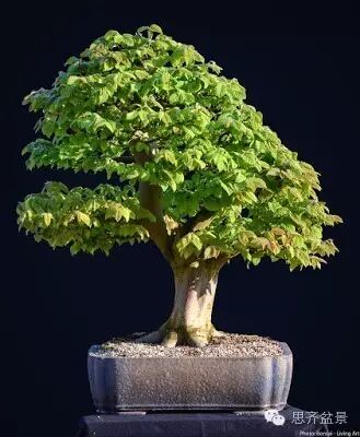 图解  鹅耳枥盆景是怎样炼成的方法