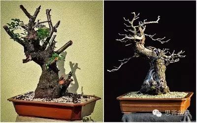 图解 精品盆景怎么培养过程记录