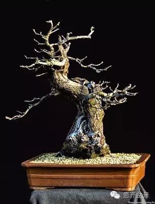 图解 精品盆景怎么培养过程记录