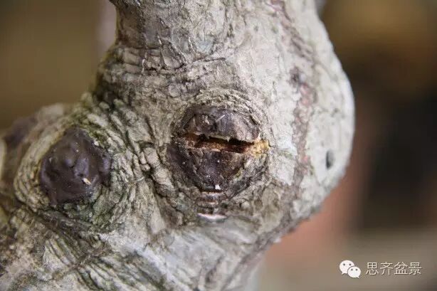 图解 盆景怎么靠接补枝的方法 17幅