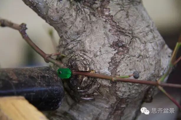 图解 盆景怎么靠接补枝的方法 17幅