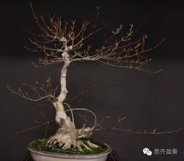 图解 盆景怎么靠接补枝的方法 17幅