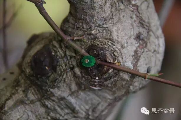 图解 盆景怎么靠接补枝的方法 17幅