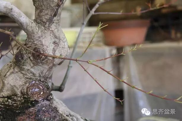 图解 盆景怎么靠接补枝的方法 17幅