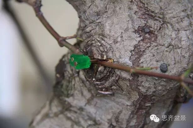 图解 盆景怎么靠接补枝的方法 17幅