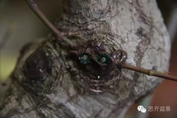 图解 盆景怎么靠接补枝的方法 17幅