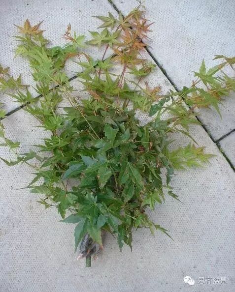 图解 盆景技艺之高空压条 环剥法