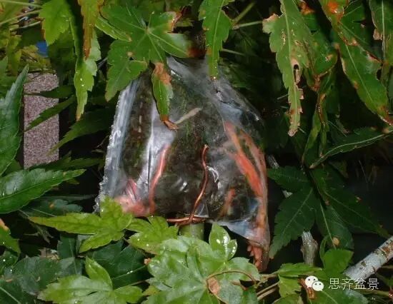 图解 盆景技艺之高空压条 环剥法