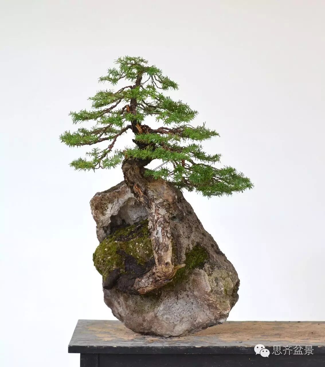 图解 看看前所未见的悬崖式盆景