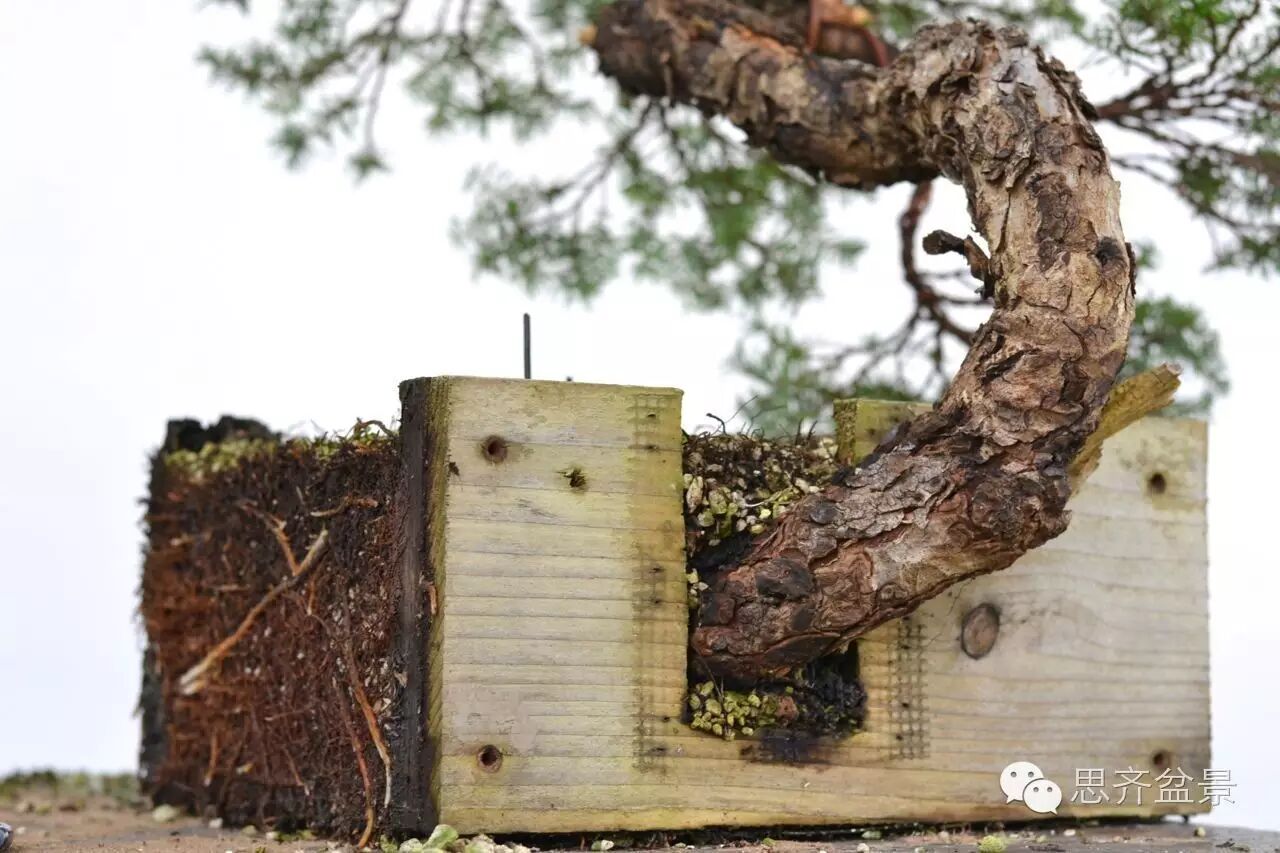 图解 看看前所未见的悬崖式盆景