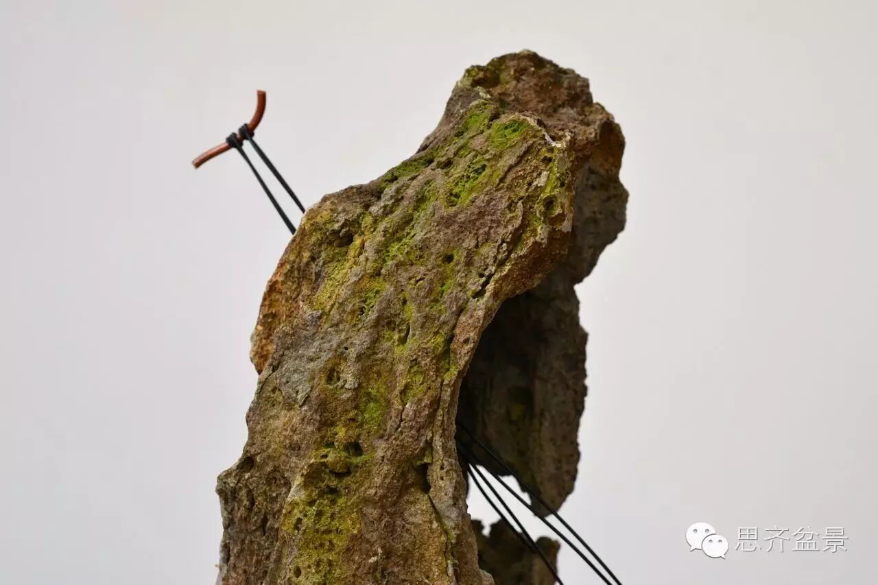 图解 看看前所未见的悬崖式盆景