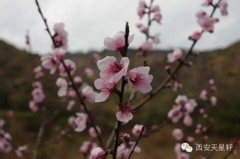 常见的中草药图片大全2