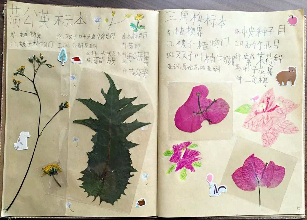 【手工】小生物学家de植物标本diy