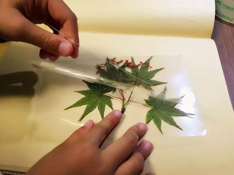 【手工】小生物学家de植物标本diy