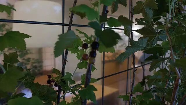 行走中的课堂 | 日本植物工厂深度游学记（第二期）