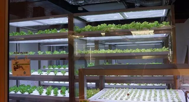 行走中的课堂 | 日本植物工厂深度游学记（第二期）