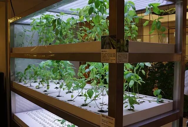 行走中的课堂 | 日本植物工厂深度游学记（第二期）