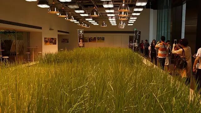 行走中的课堂 | 日本植物工厂深度游学记（第二期）