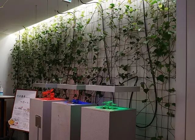 行走中的课堂 | 日本植物工厂深度游学记（第二期）