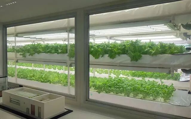 行走中的课堂 | 日本植物工厂深度游学记（第二期）