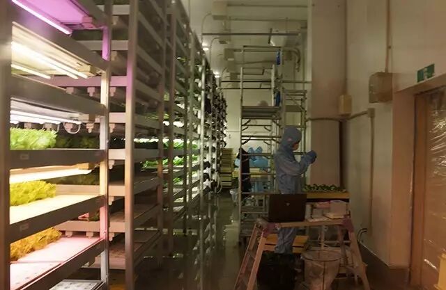 行走中的课堂 | 日本植物工厂深度游学记（第二期）