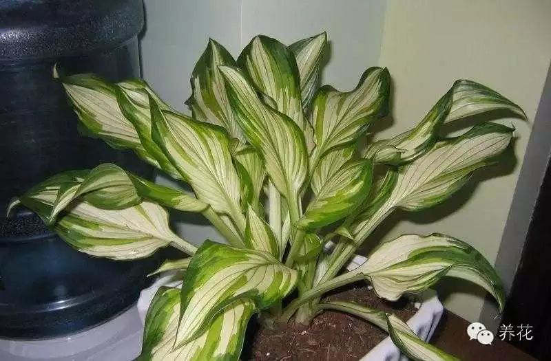 花叶玉簪开什么颜色的花_花叶玉簪的花_花叶玉簪