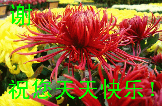 纹路就不漂亮整齐了, 变弯之门就这样被上帝残忍关上, 最后, 保护花花